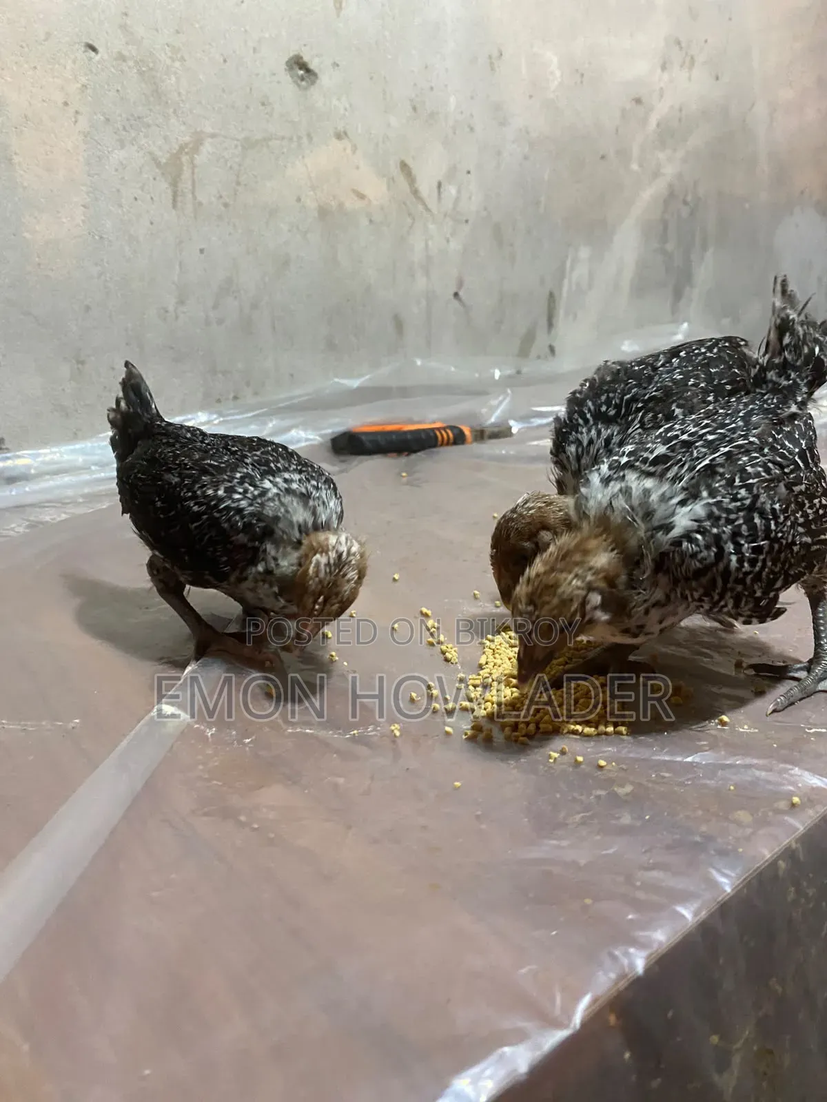 Farm Chicken