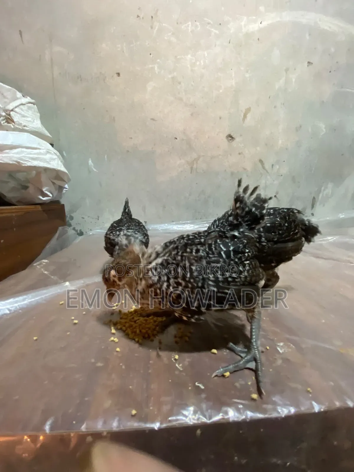 Farm Chicken