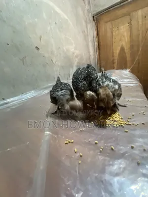 Farm Chicken