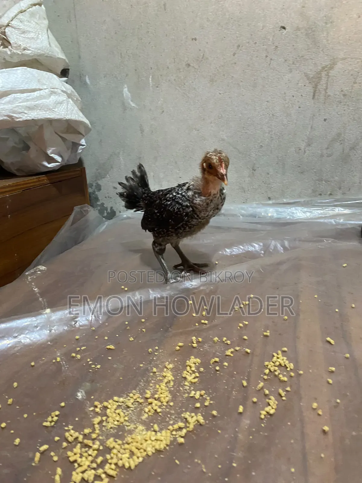 Farm Chicken