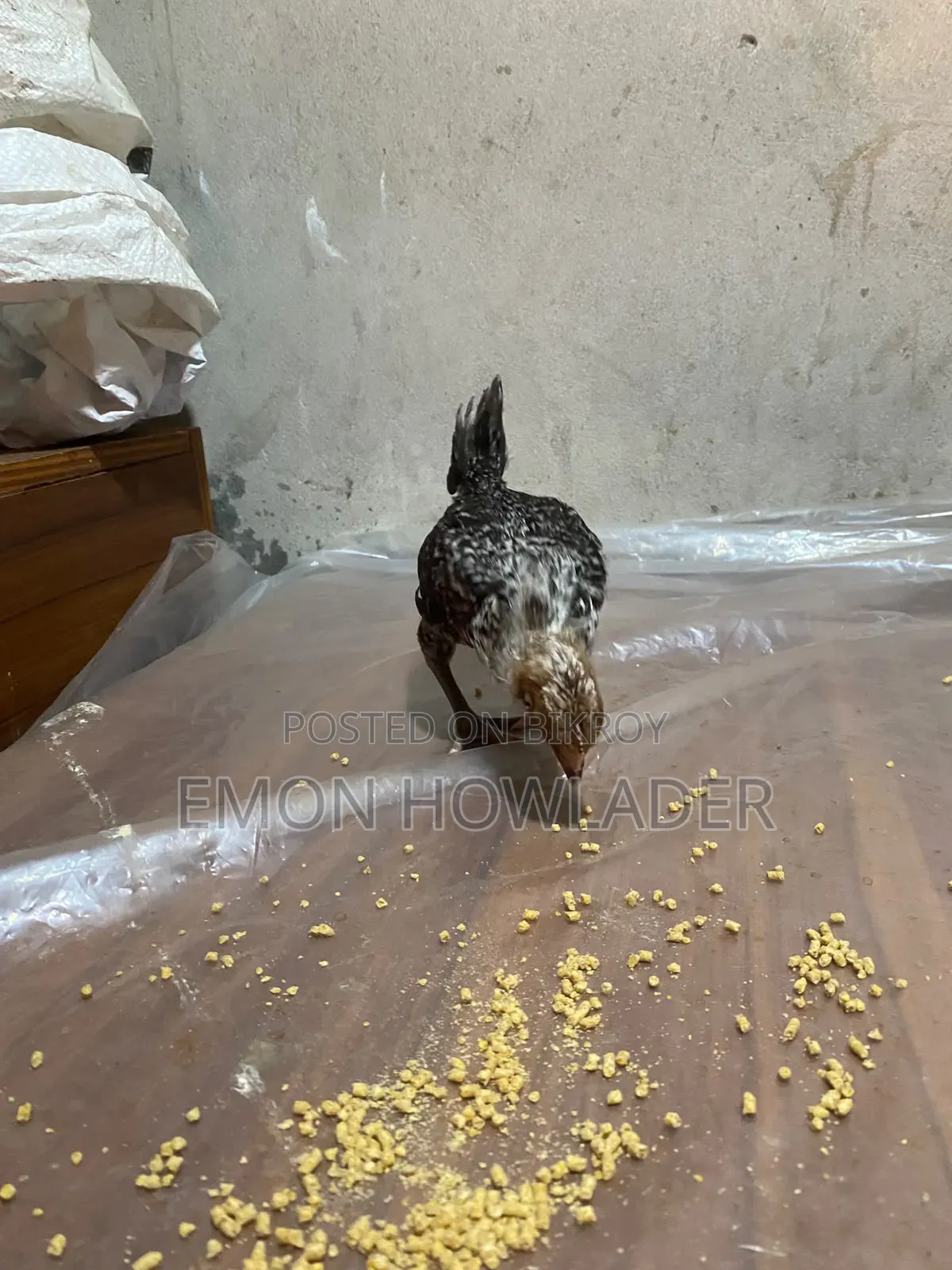 Farm Chicken