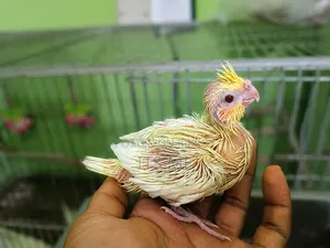 Lutino Cockatiel Baby Bird