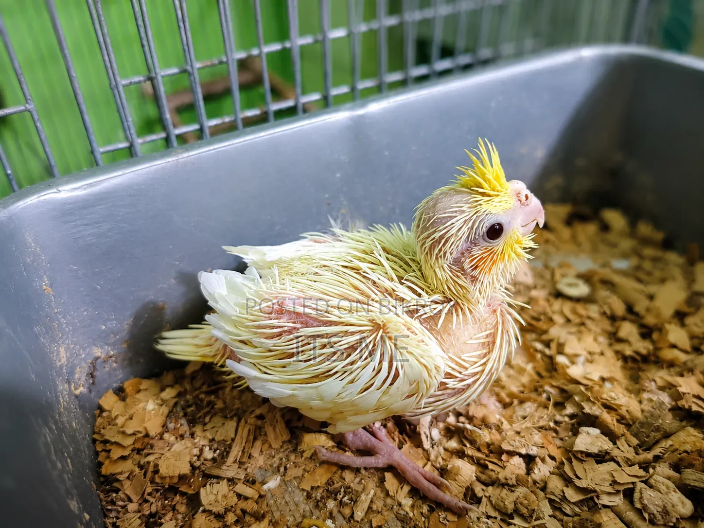 Lutino Cockatiel Baby Bird