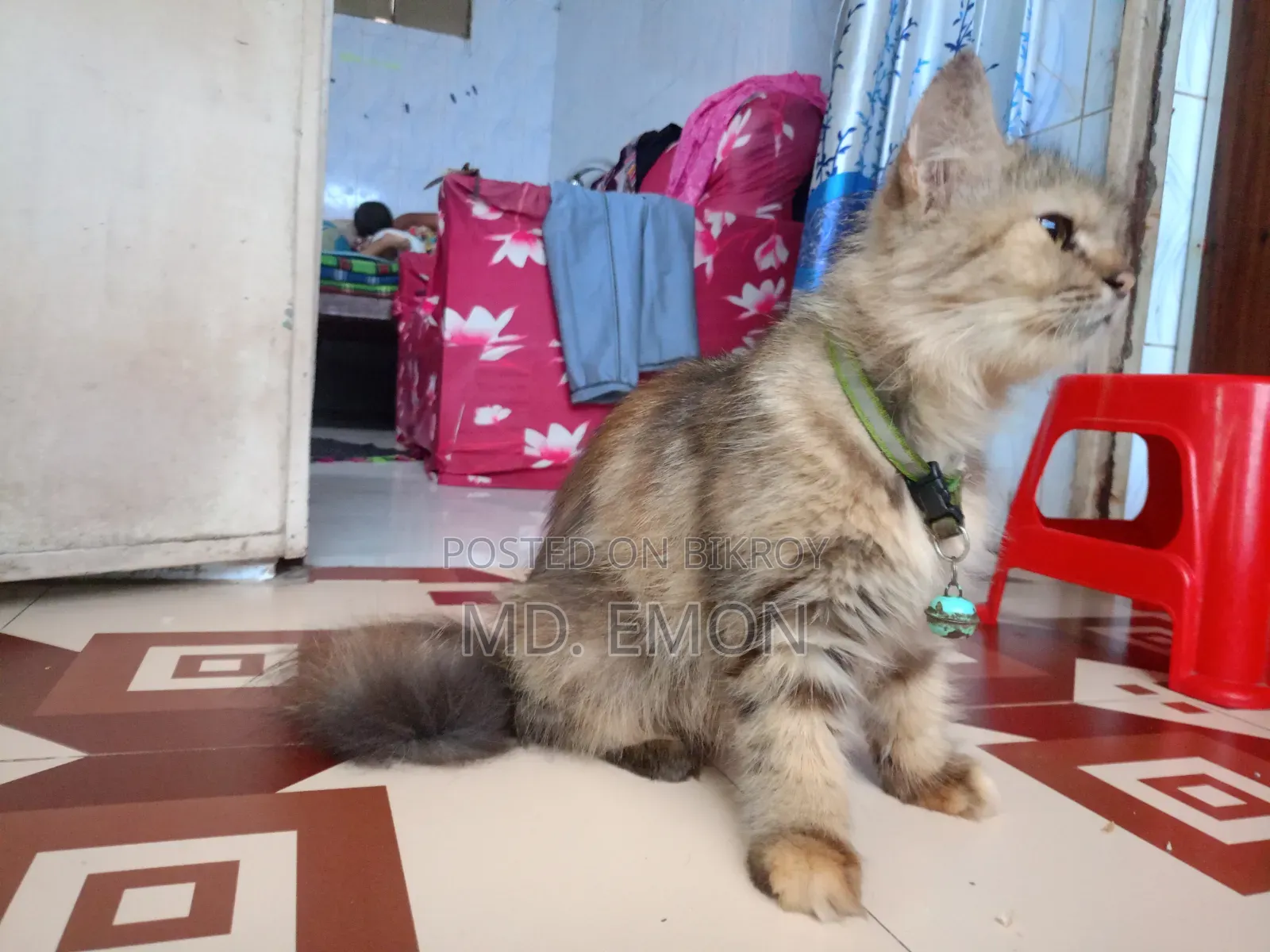 1+ year Female Purebred Persian