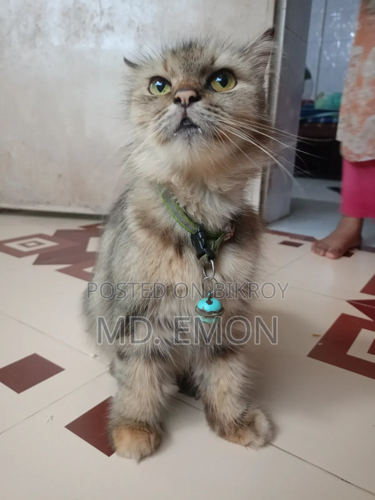 1+ year Female Purebred Persian