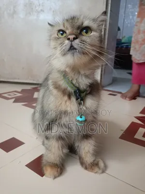 1+ year Female Purebred Persian