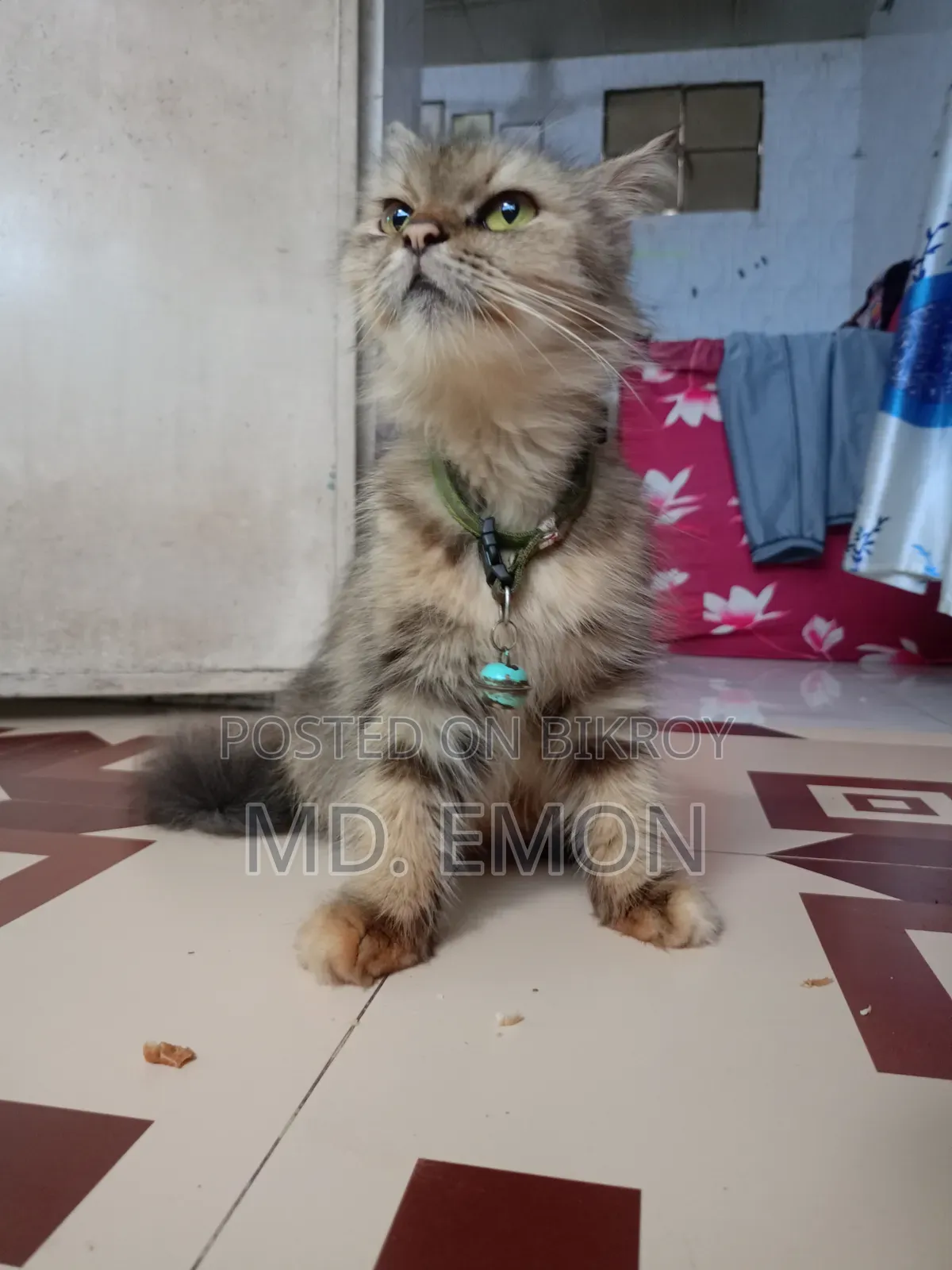 1+ year Female Purebred Persian