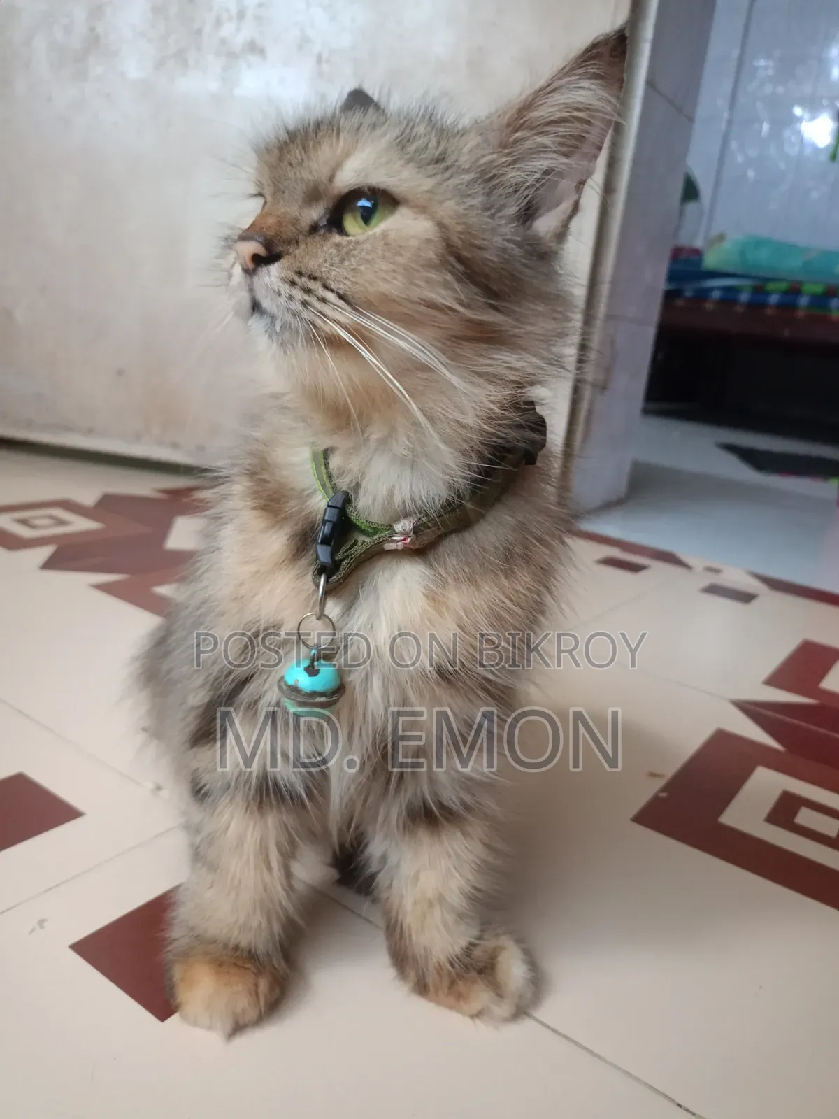 1+ year Female Purebred Persian