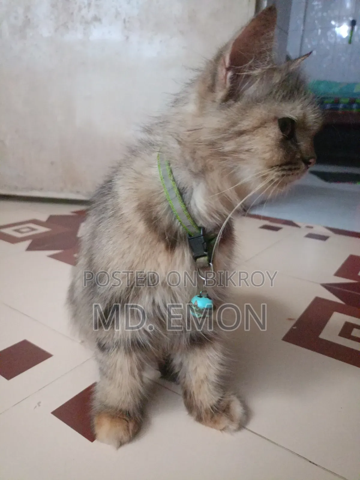 1+ year Female Purebred Persian