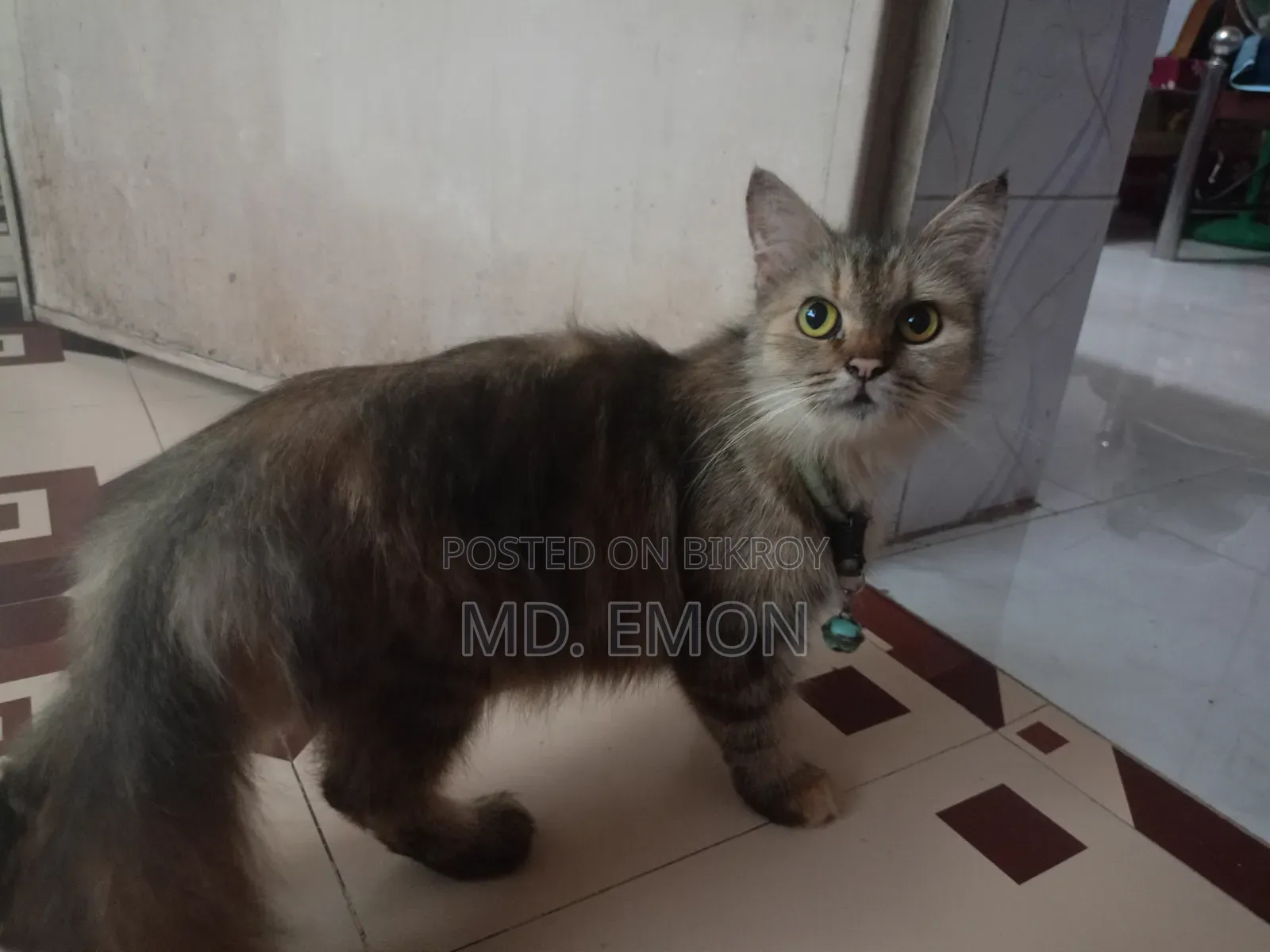 1+ year Female Purebred Persian