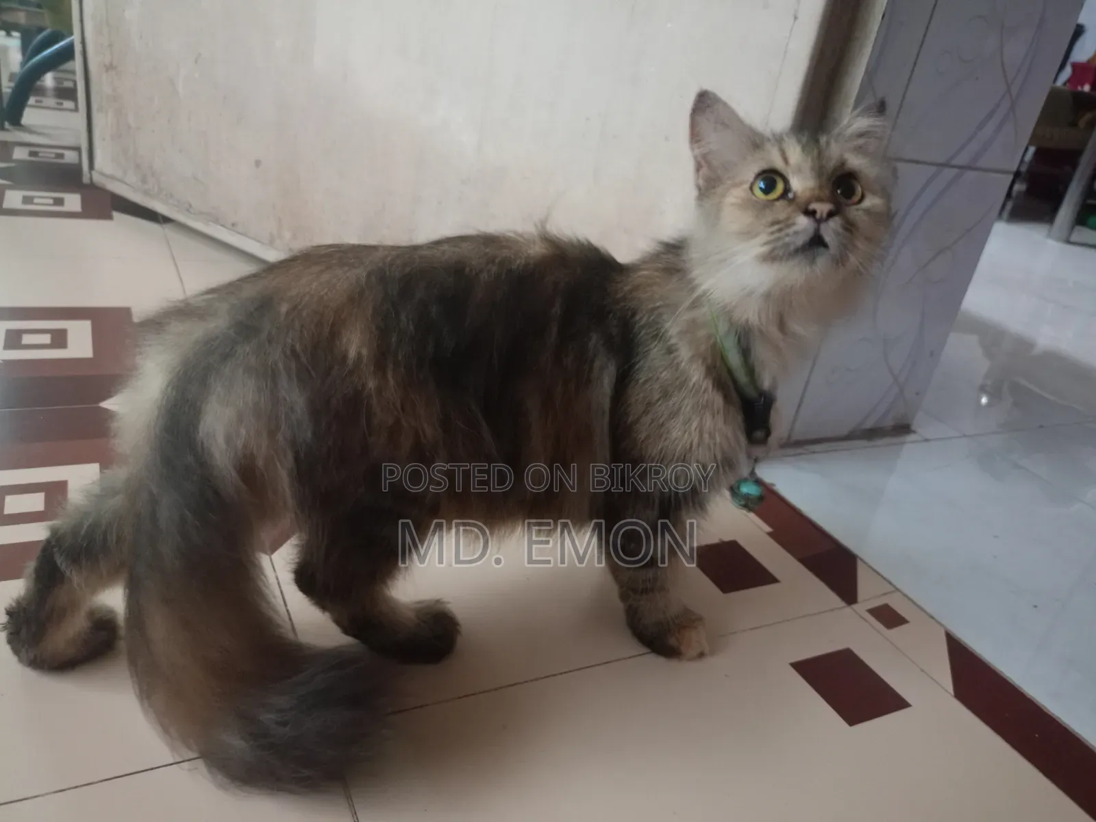1+ year Female Purebred Persian