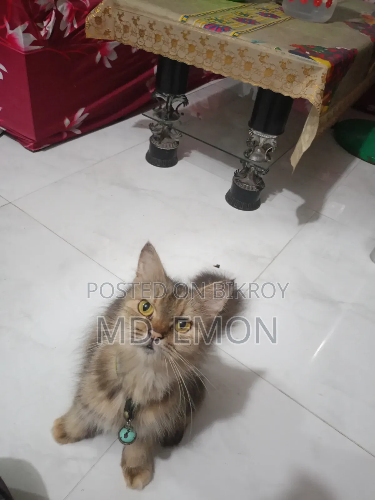 1+ year Female Purebred Persian