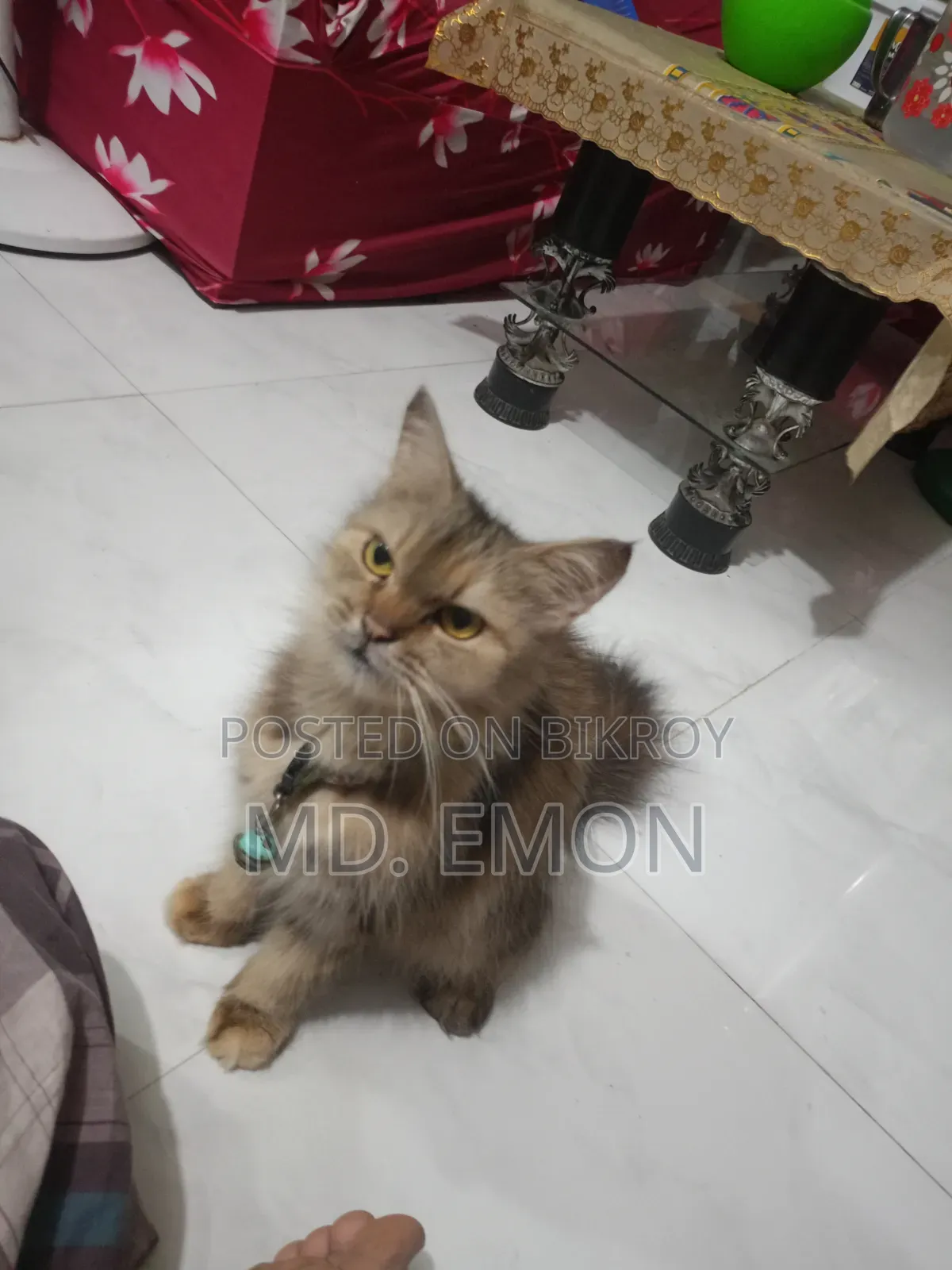 1+ year Female Purebred Persian