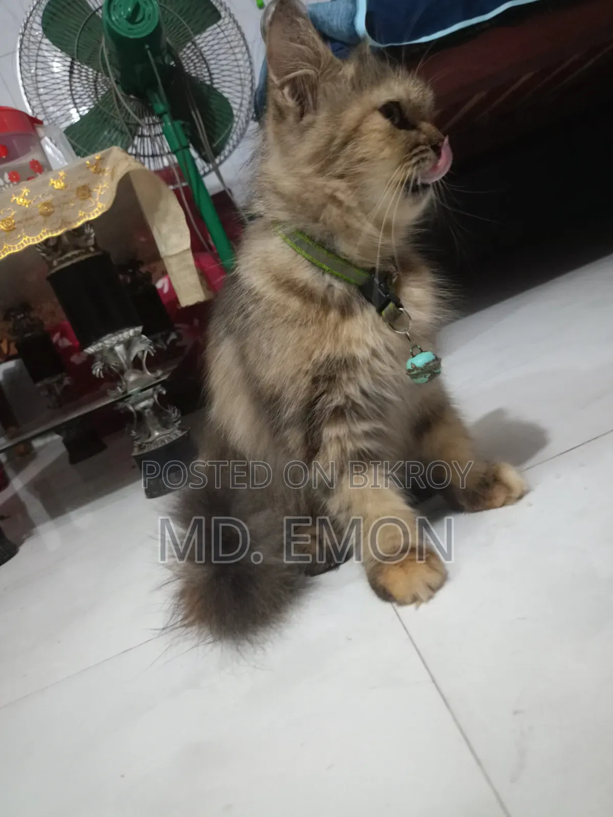 1+ year Female Purebred Persian