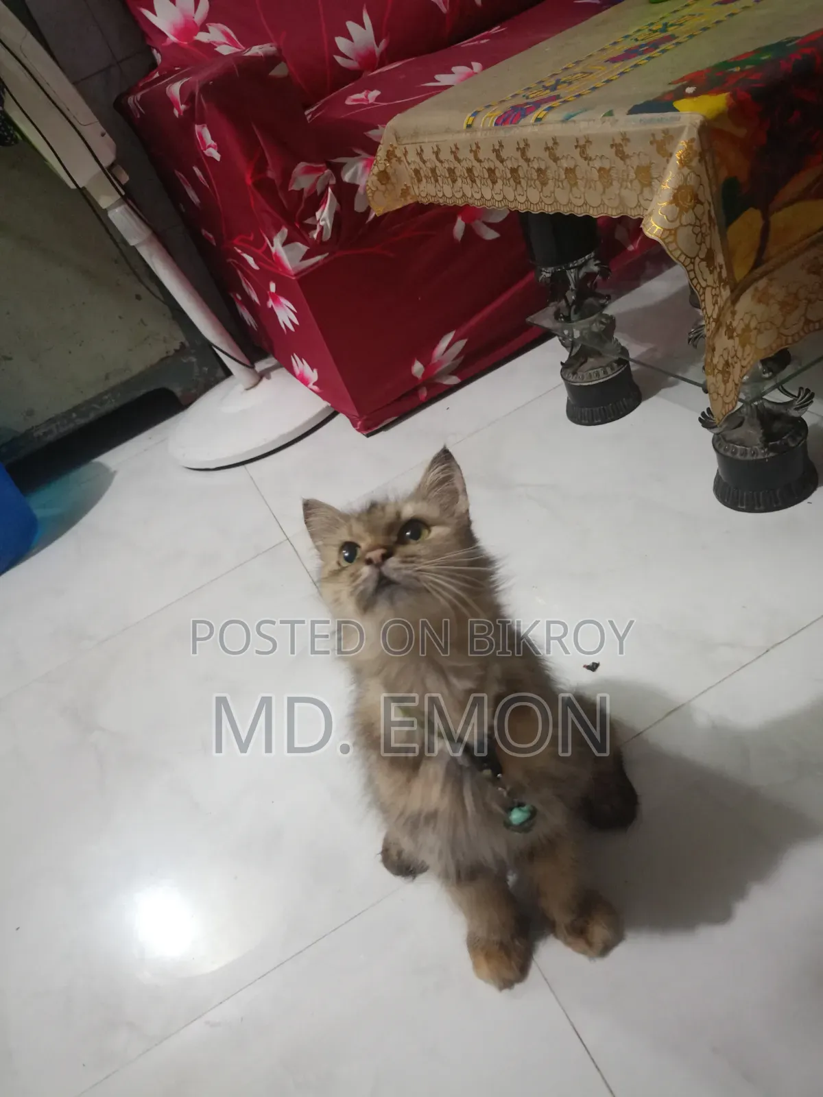 1+ year Female Purebred Persian