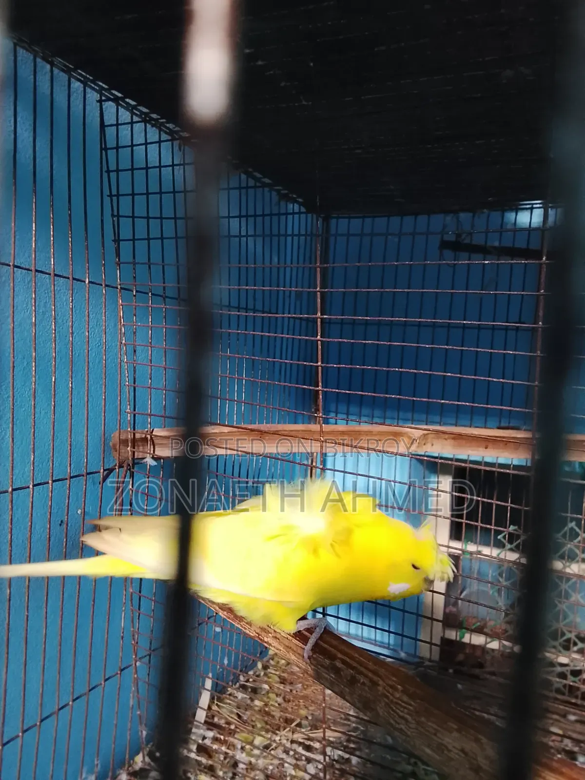 Budgerigar.