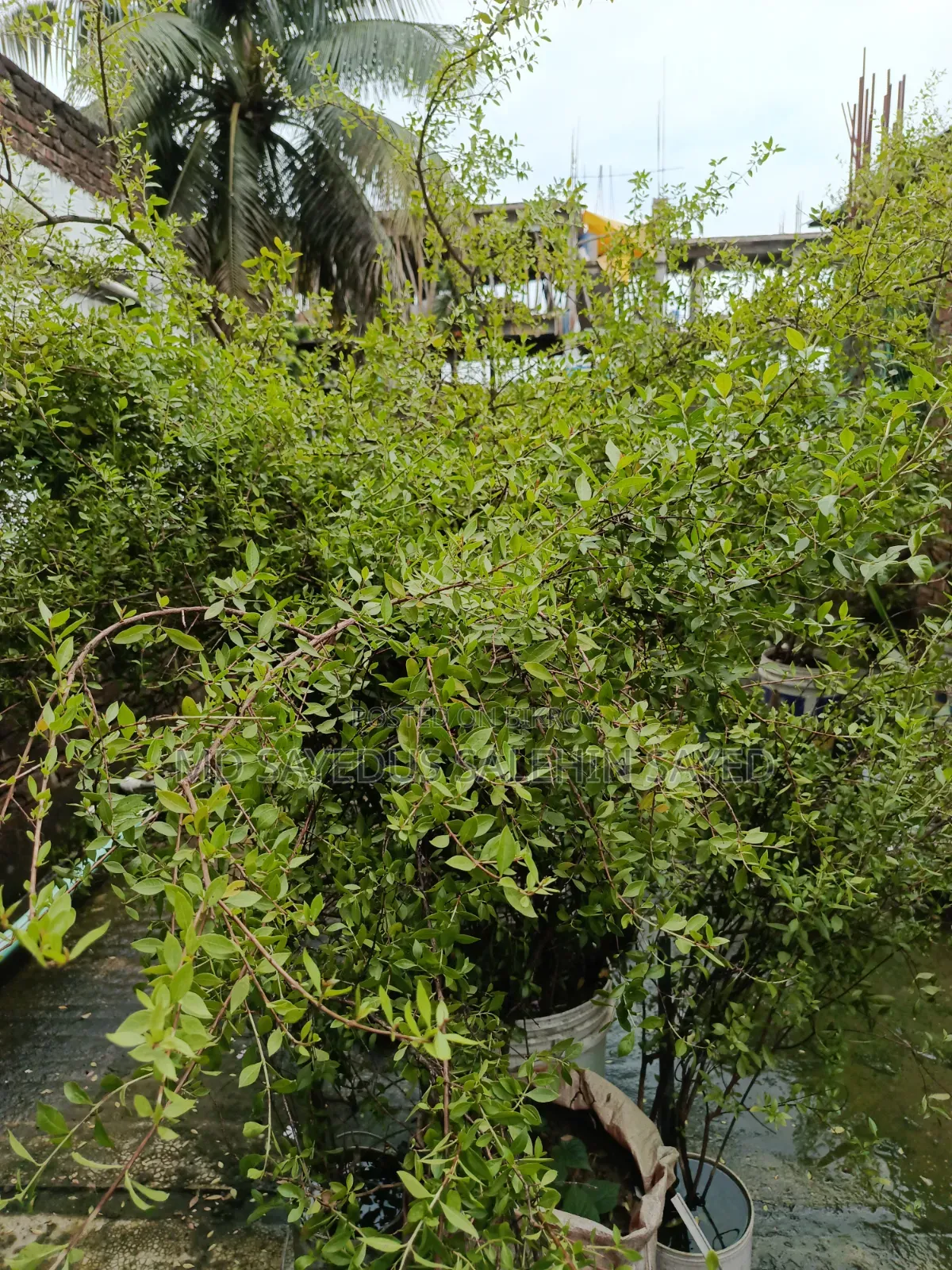 কাঁচা মেহেদী পাতা