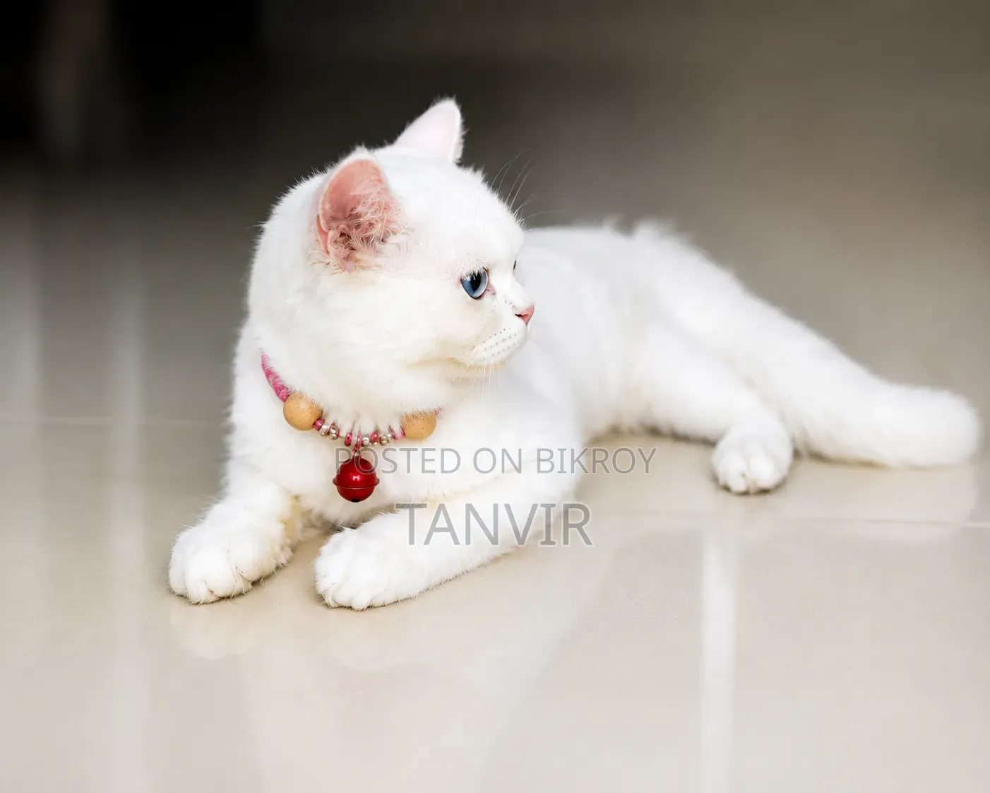6-12 Months Male Mixed Breed Ragdoll