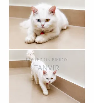 6-12 Months Male Mixed Breed Ragdoll