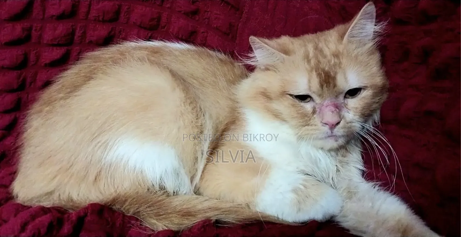 6-12 Months Male Purebred Persian