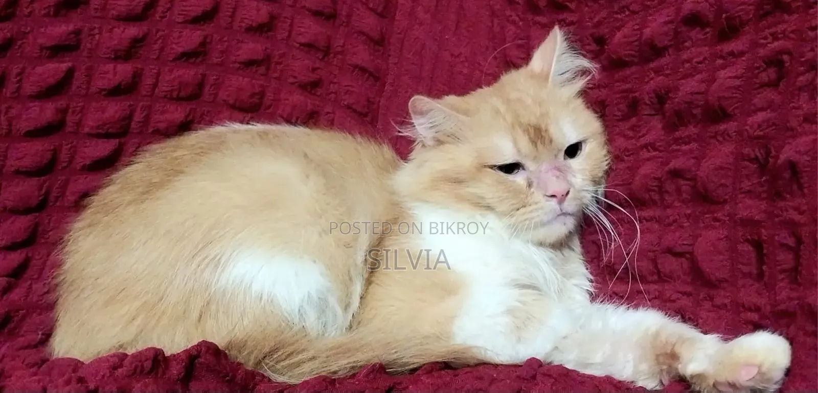 6-12 Months Male Purebred Persian