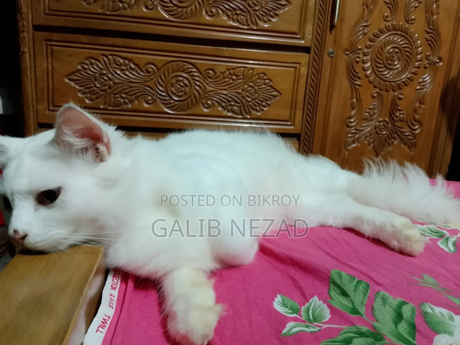 6-12 months Male Mixed Breed Persian