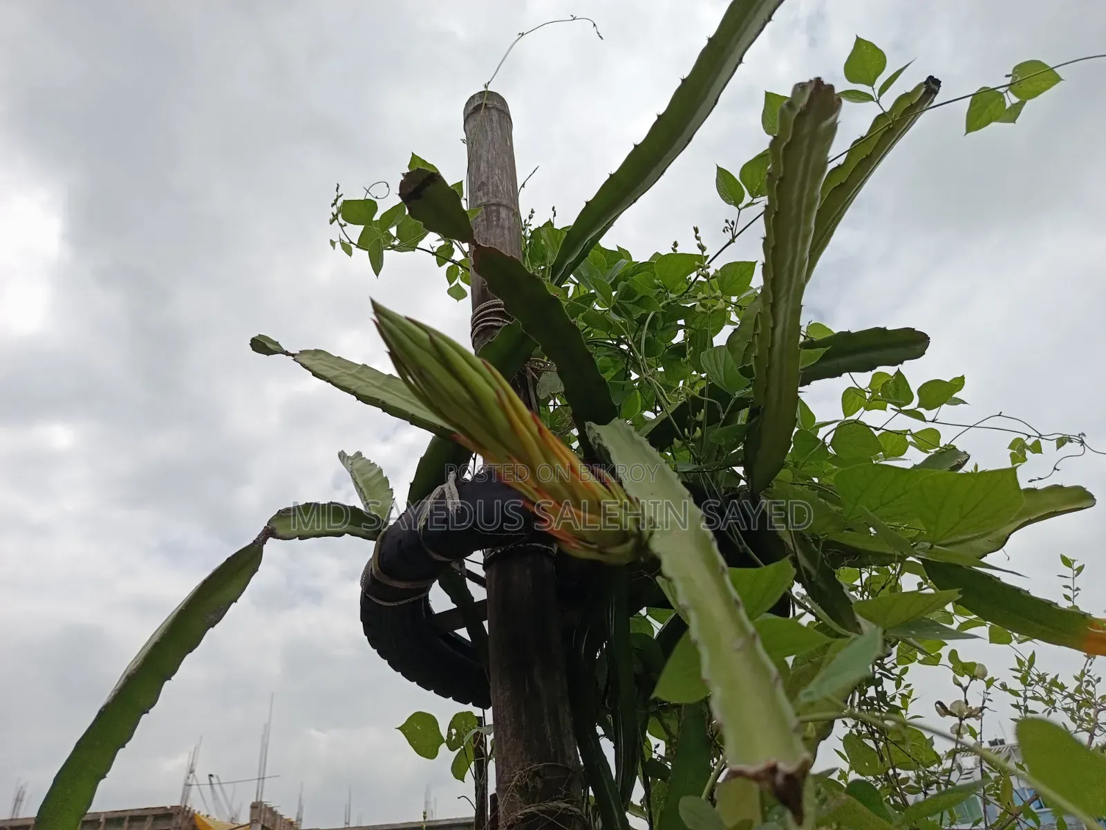 Dragon Tree Cuttings