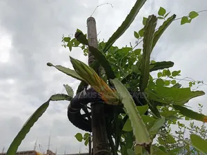 Dragon Tree Cuttings