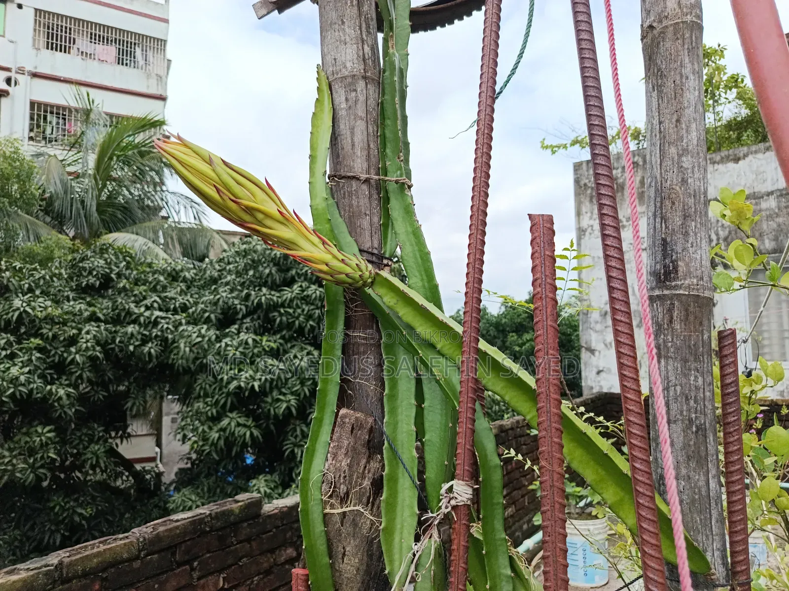 Dragon Tree Cuttings