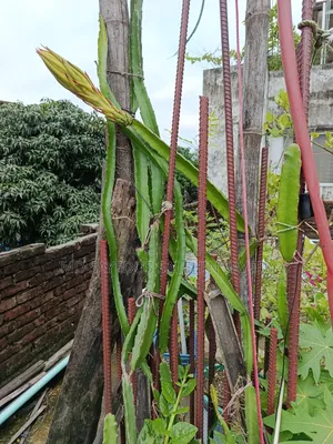 Dragon Tree Cuttings