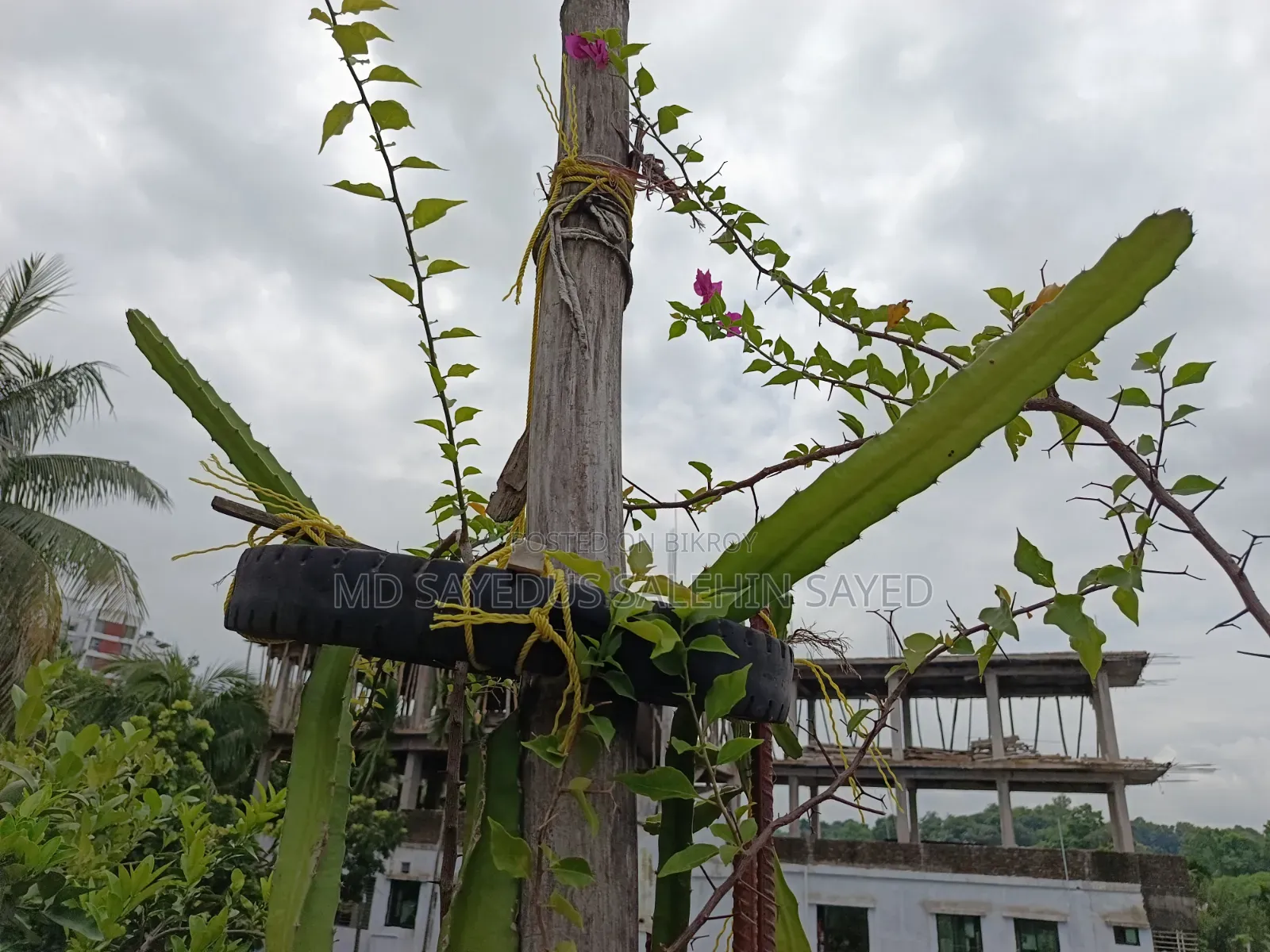Dragon Tree Cuttings