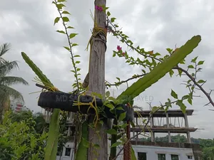 Dragon Tree Cuttings