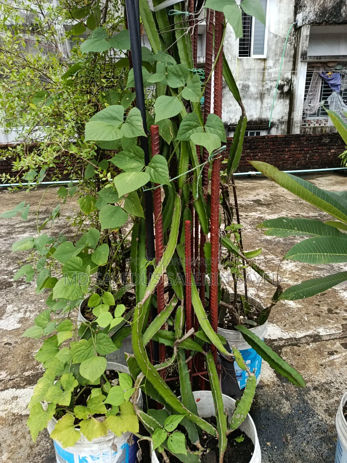 Dragon Tree Cuttings