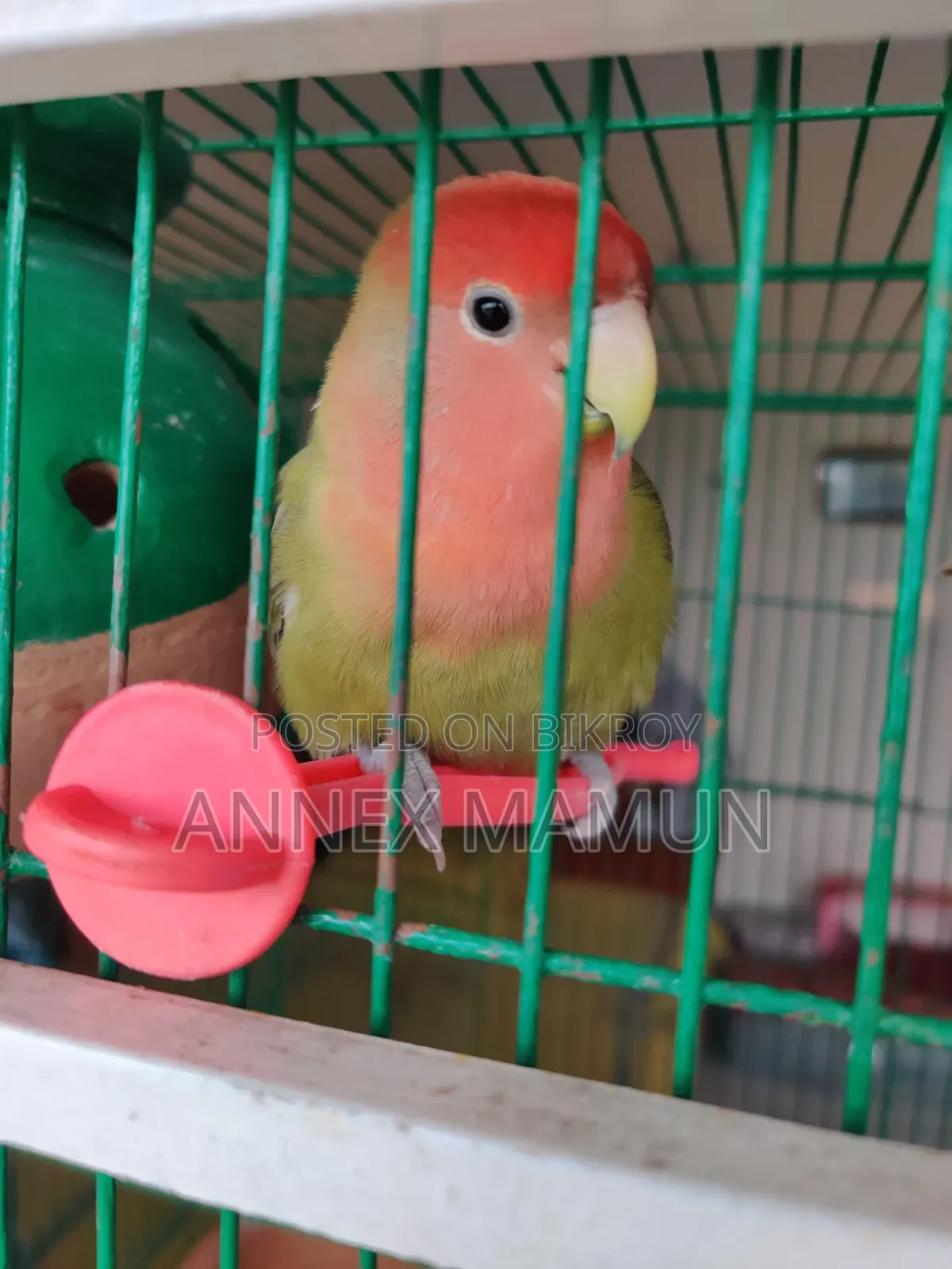 A Super Tame Lovebird (Female) Bird for Sale