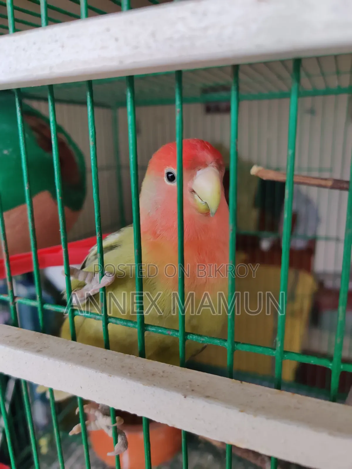 A Super Tame Lovebird (Female) Bird for Sale