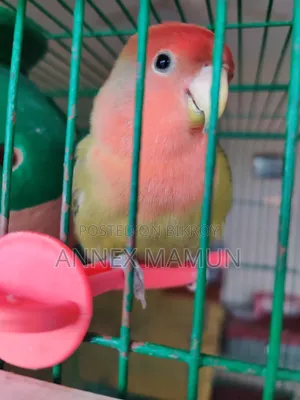 A Super Tame Lovebird (Female) Bird for Sale