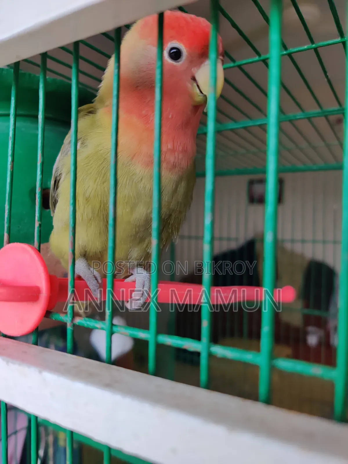 A Super Tame Lovebird (Female) Bird for Sale