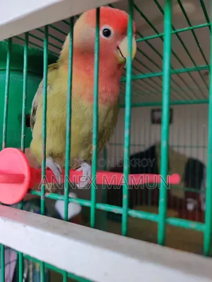 A Super Tame Lovebird (Female) Bird for Sale
