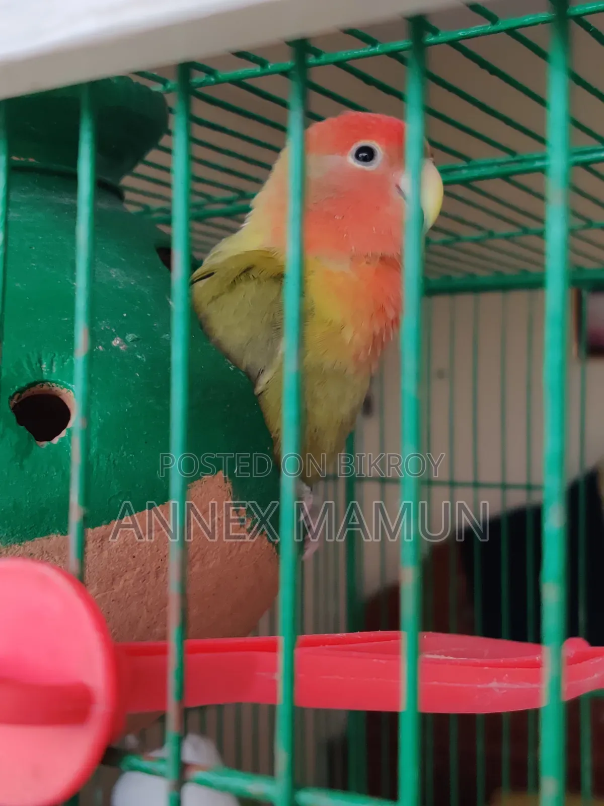 A Super Tame Lovebird (Female) Bird for Sale