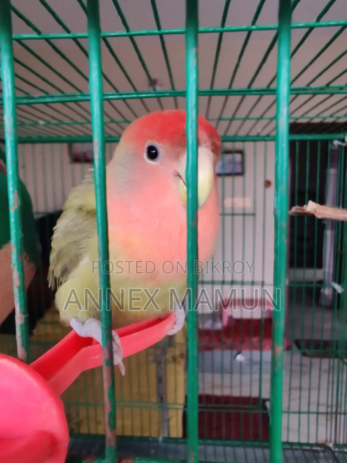 A Super Tame Lovebird (Female) Bird for Sale