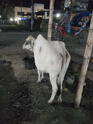 ফ্রেশ গরুর গোস্ত