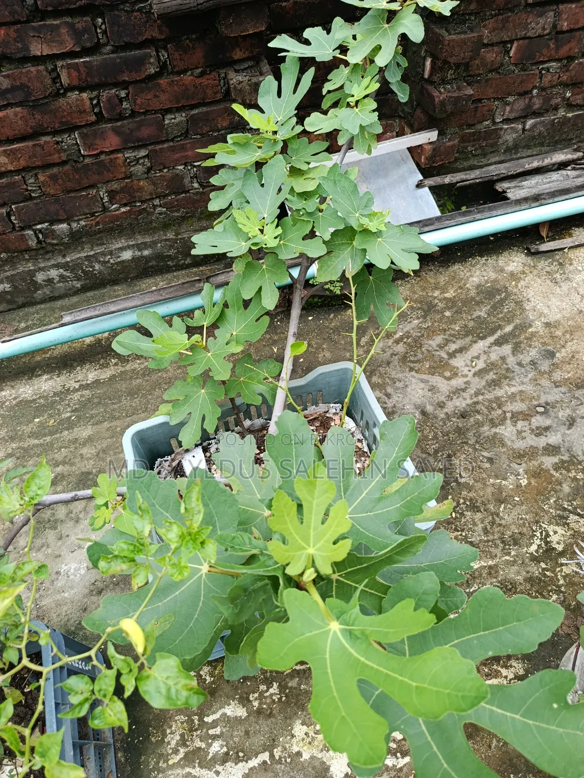 Fig Fruit Cuttings