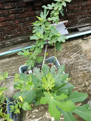 Fig Fruit Cuttings