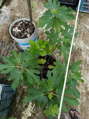 Fig Fruit Cuttings