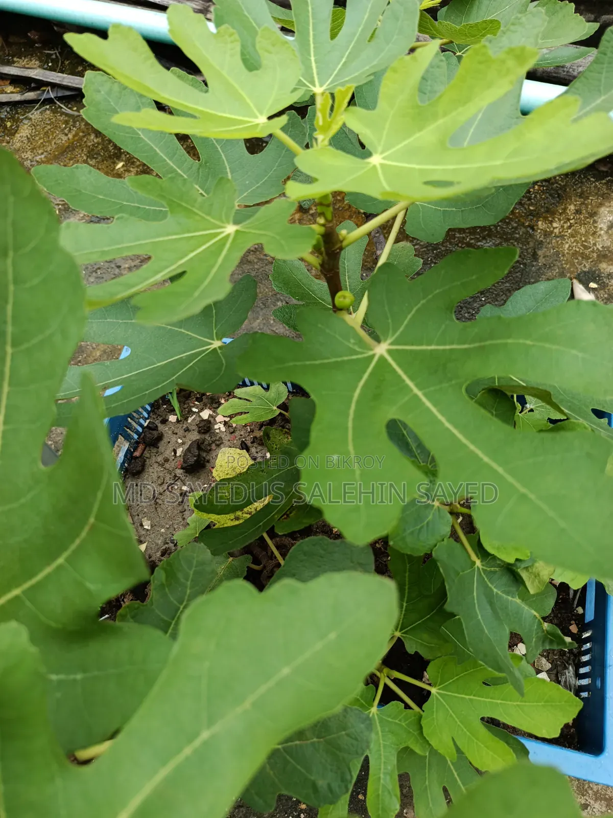 Fig Fruit Cuttings