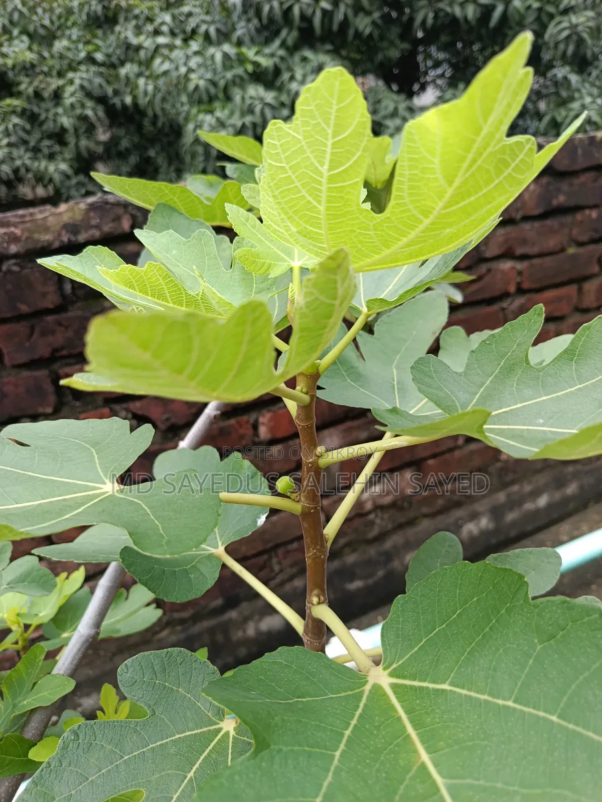 Fig Fruit Cuttings