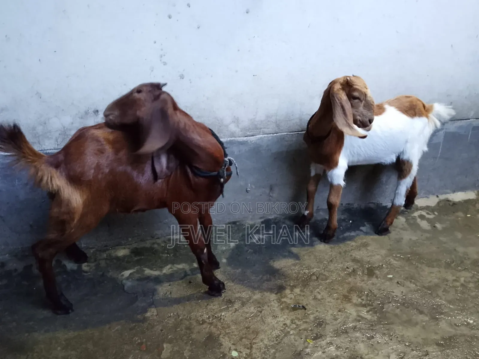 Cross goat kids
