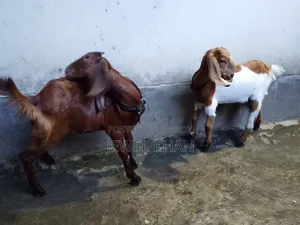 Cross goat kids