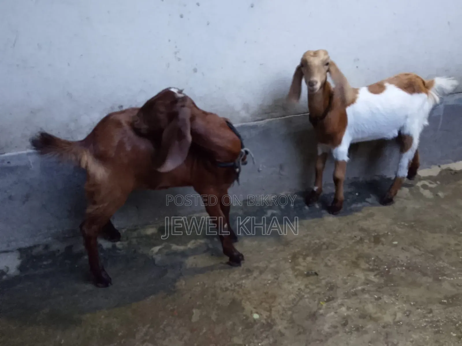 Cross goat kids