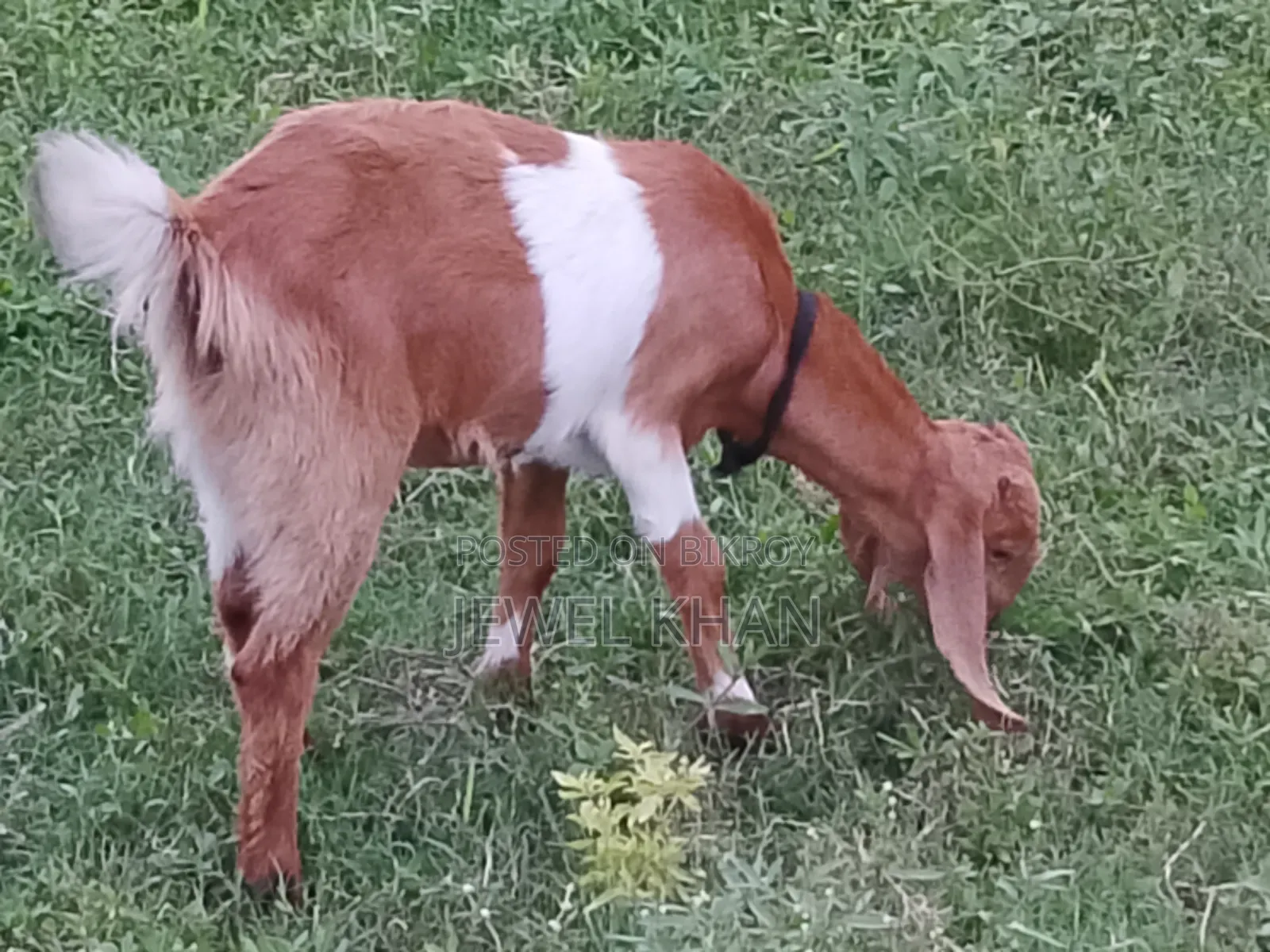 Cross goat kids